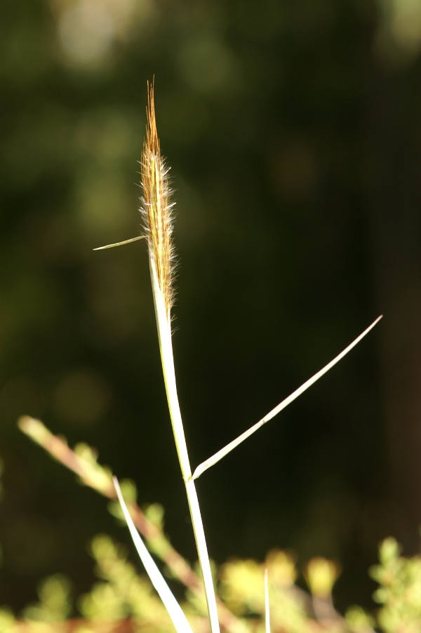 Dichanthium serecium
